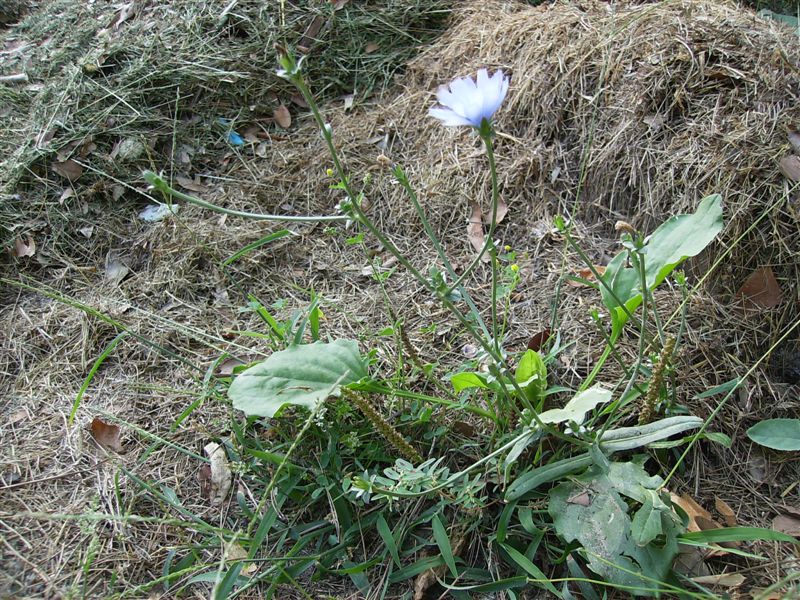 Cichorium intybus e Plantago major